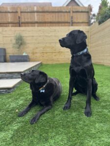 Artificial Lawn and contemporary screening