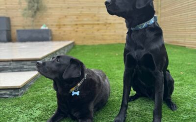 WEST-MIDLANDS HOMEOWNERS ARE CHOOSING ARTIFICIAL GRASS